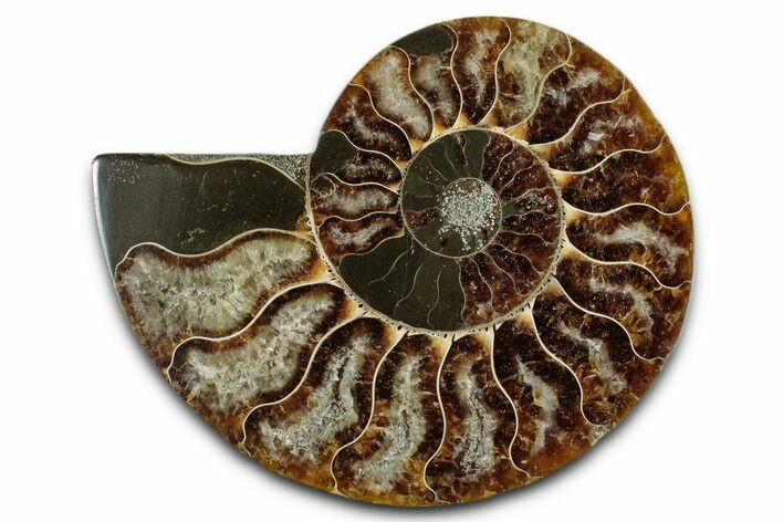 Cut & Polished Ammonite Fossil (Half) - Madagascar #349091